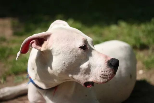 最新涼山小獵犬出售，探索涼山小獵犬的魅力與購(gòu)買須知