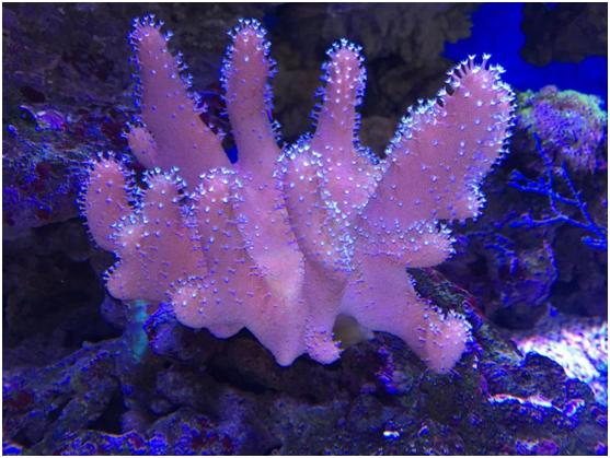 我的世界手游最新版，探索與創(chuàng)新的奇妙世界