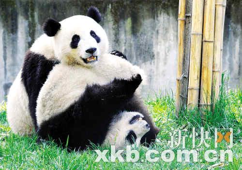 熊貓團團圓圓最新消息，生活、成長與人們的關(guān)注